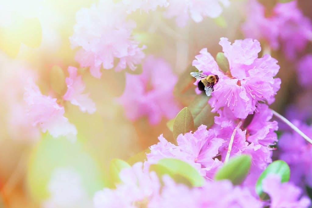 Close-up of a bee pollinating pink flowers bathed in soft sunlight, showcasing nature's beauty.
